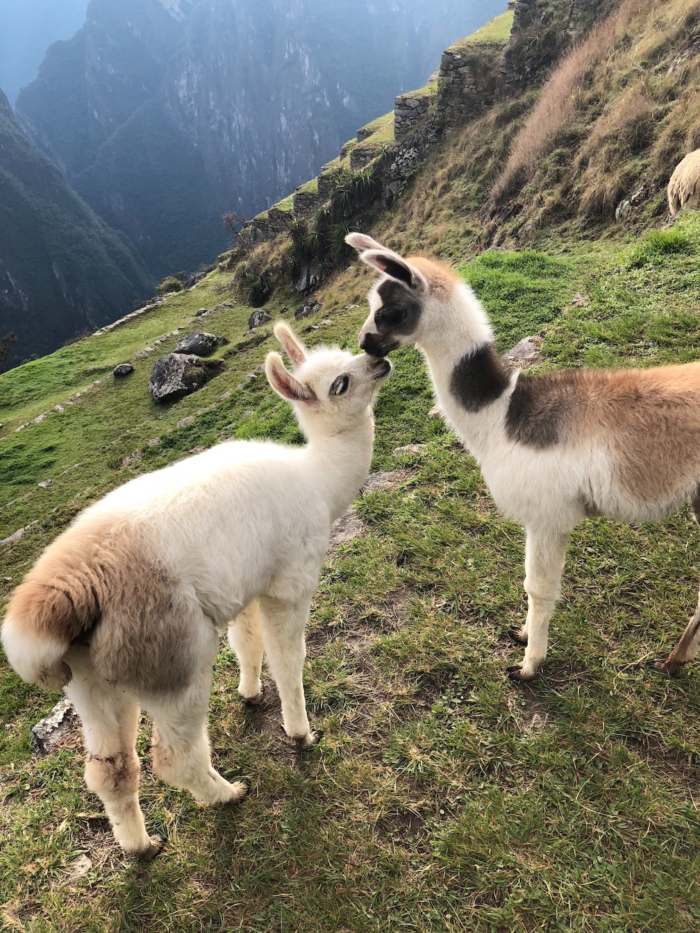 Photo of two llamas; Palindrome: Ma, I won